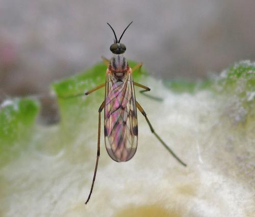 Réf. 336 605 : Sylvicola cinctus